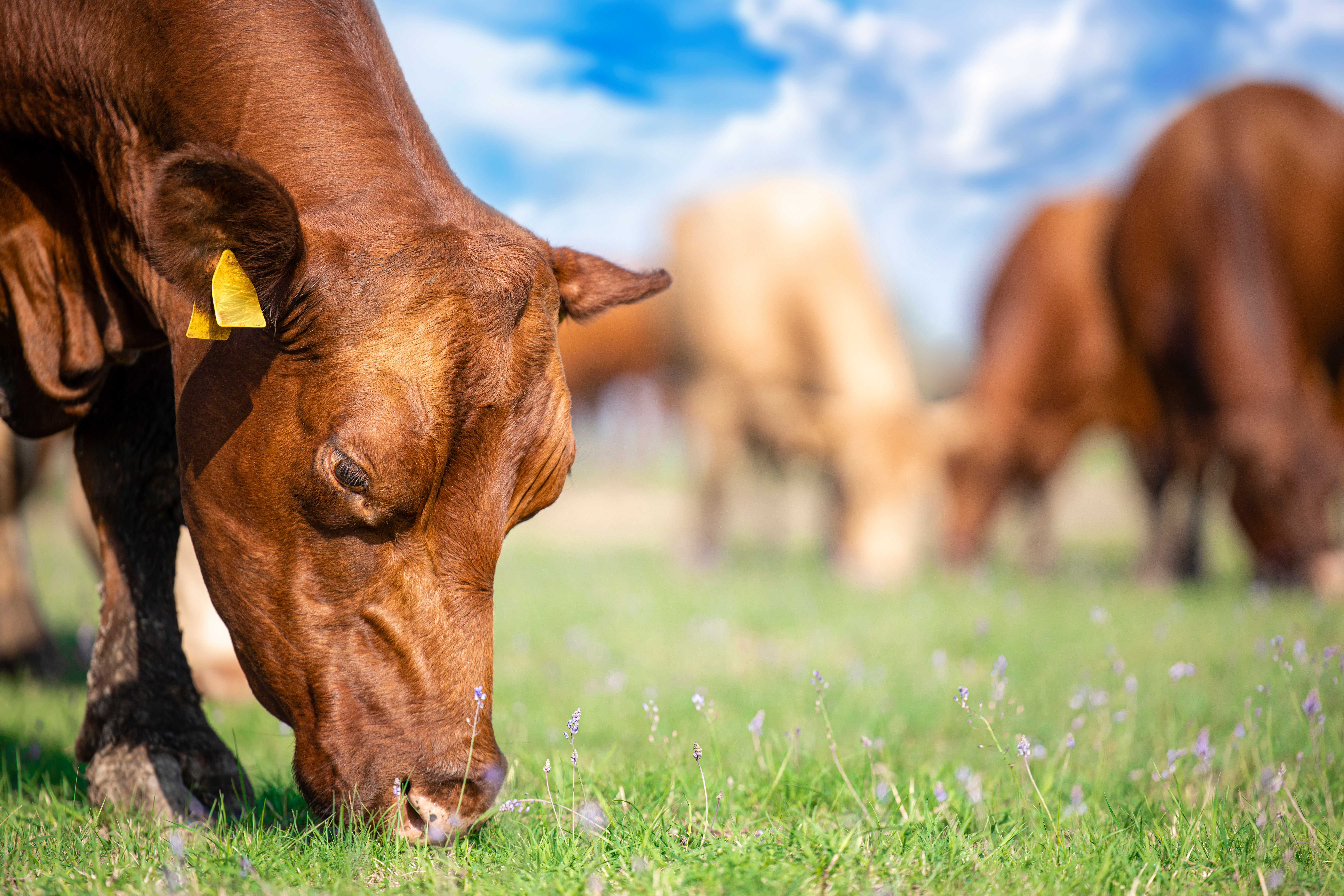 cow eating in field