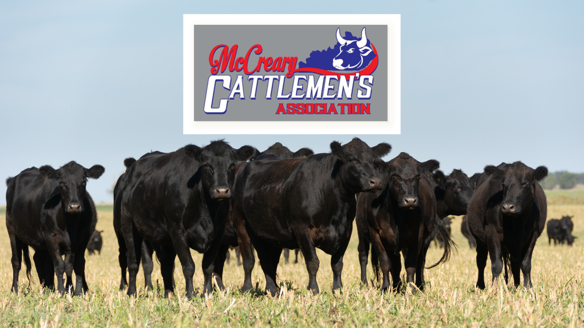 McCreary Cattlemen's logo with picture of cattle