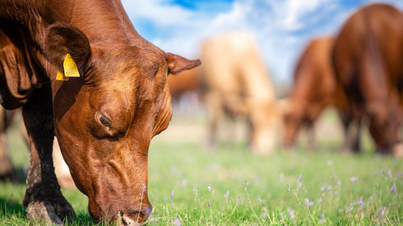 cow eating in field